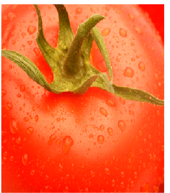 Fresh Fillaz|Fresh Tomato